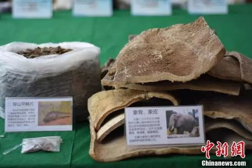 大單告破！廣西警方繳獲近三千萬元野生動物制品，守護(hù)生物多樣性刻不容緩